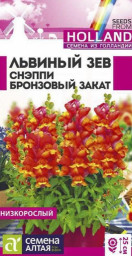Львиный зев Снэппи Бронзовый закат Семена Алтая